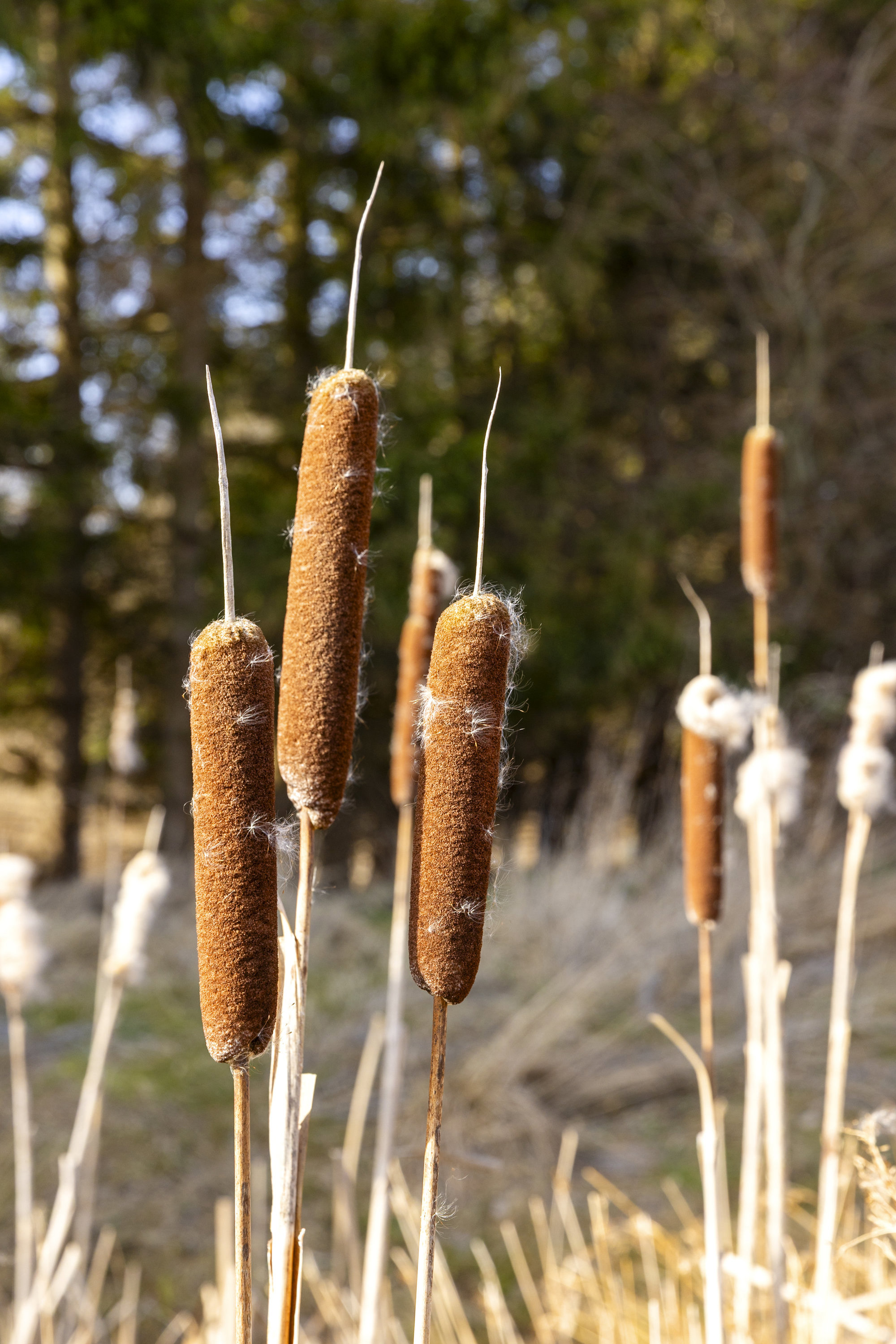 Kongemarksvej 53, 4000 Roskilde